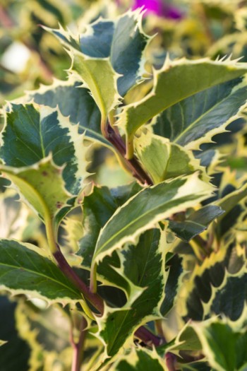 Падуб звичайний Аргентея Маргіната | Падуб обыкновенный Аргентея Маргината | Ilex aquifolium Argentea Marginata